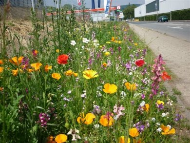Insektenfreundliche Blumenstauden Insektenfreundliche Blumenstauden
