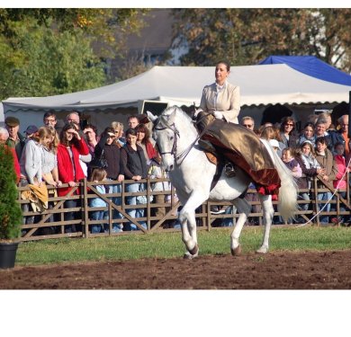 Reiter auf Pferd auf dem Pferde- und Viehmarkt am Lukasmarktdienstag