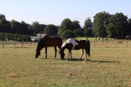 Pferde auf der Weide bei Kürrenberg