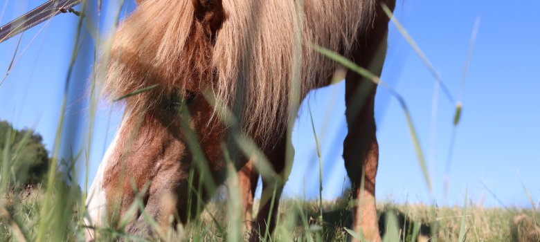 Ein Pferd auf der Weide beim Grasen in Kürrenberg