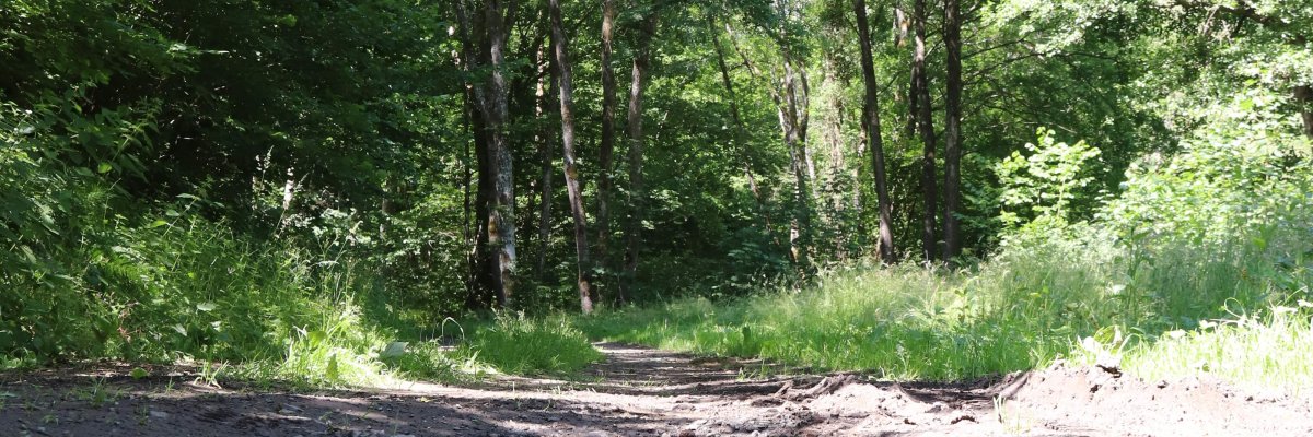 Waldweg mit Pfütze.