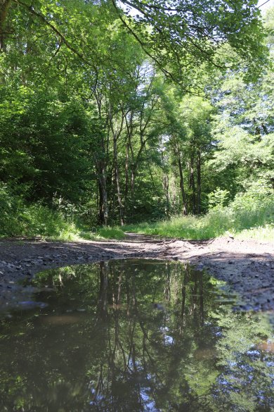 Waldweg mit Pfütze.