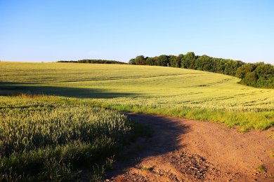 Wanderweg entlang von Feldern unter blauem Himmel