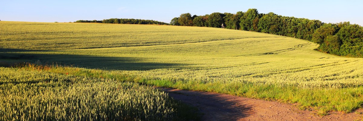 Wanderweg entlang von Feldern unter blauem Himmel