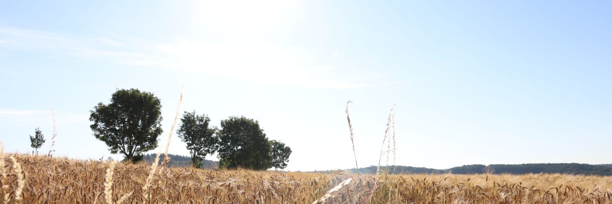 Kornfeld bei Kürrenberg unter blauem Himmel.