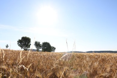 Kornfeld bei Kürrenberg unter blauem Himmel.