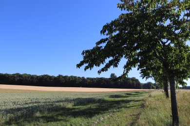 Wanderweg entlang eines Feldes. Im Vordergrund ein Baum, im Hintergrund ein Wald unter blauen Himmel