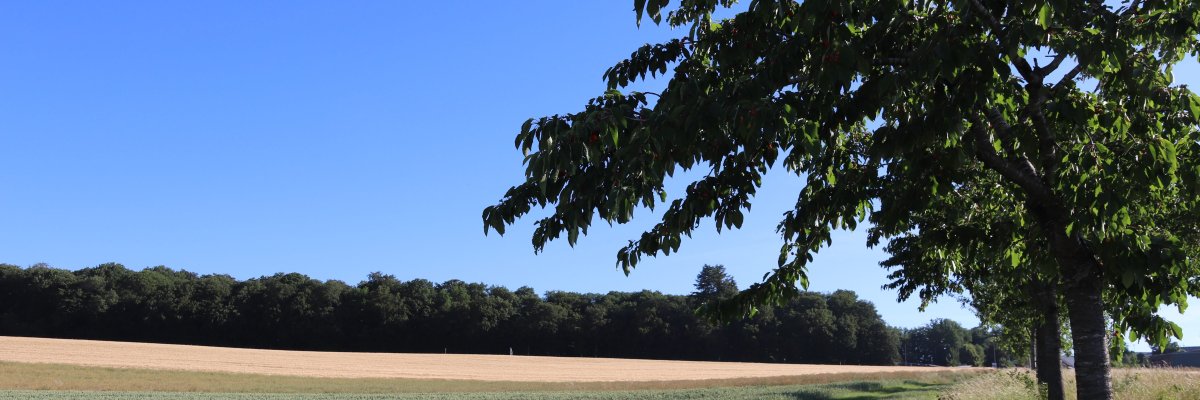 Wanderweg entlang eines Feldes. Im Vordergrund ein Baum, im Hintergrund ein Wald unter blauen Himmel