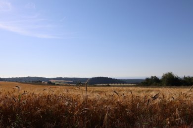 Kornfeld mit Eifelpanorama unter blauem Himmel