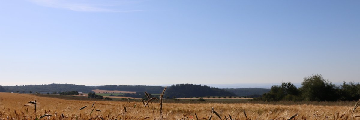 Kornfeld mit Eifelpanorama unter blauem Himmel