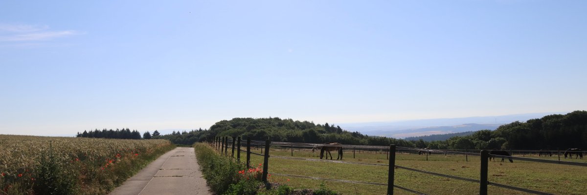 Feldweg entlang einer Weide unter blauem Himmel