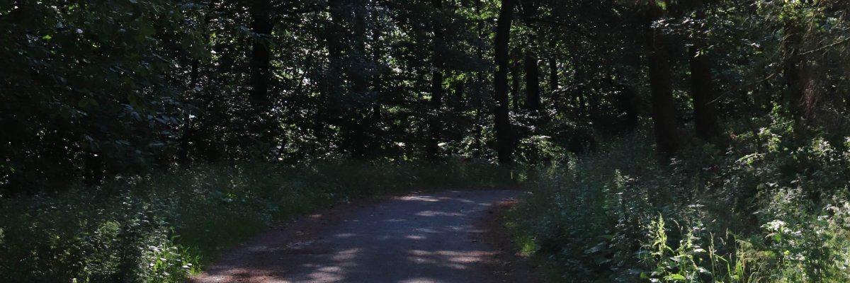 Weg durch den Wald 