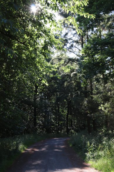 Weg durch den Wald