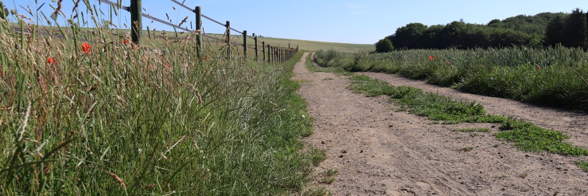 Weg entlang einer Weide unter blauem Himmel