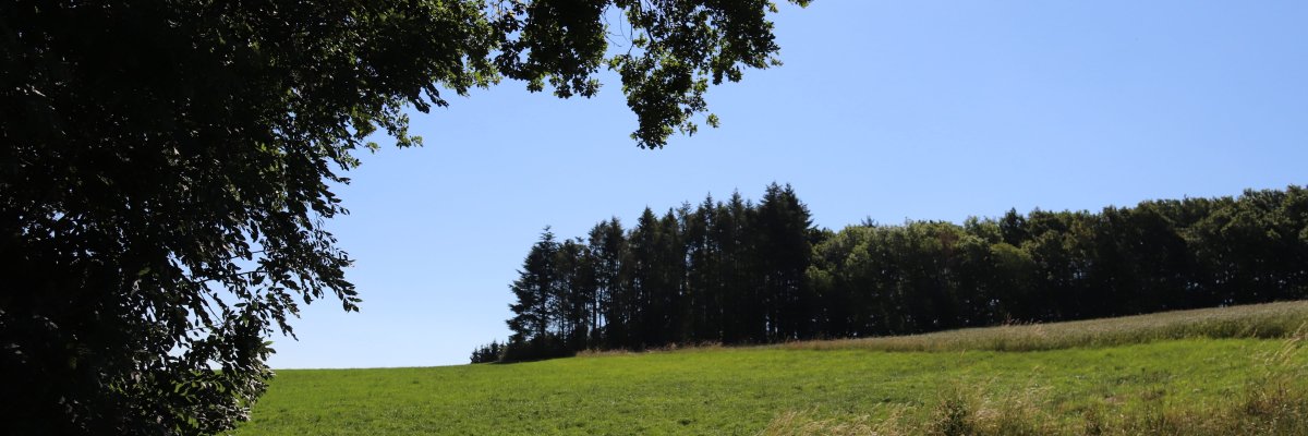 Wanderweg entlang eines Feldes und des Waldrandes unter blauem Himmel
