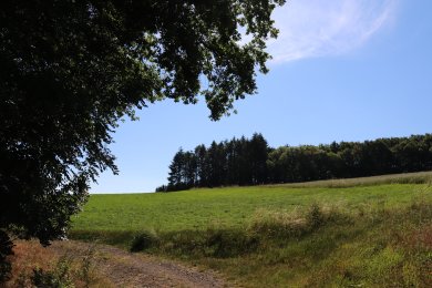 Wanderweg entlang eines Feldes und des Waldrandes unter blauem Himmel