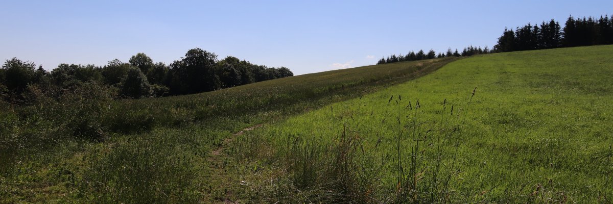 Feldweg, Felder, Wald, Bäume, blauer Himmel