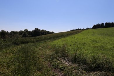 Feldweg, Felder, Wald, Bäume, blauer Himmel