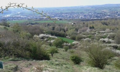 Blick vom Bellerberg auf Mayen auf dem Vulkanpfad