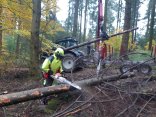 Forstwirt Person in Arbeitskleidung schneidet mit einer Kettensäge einen Baum
