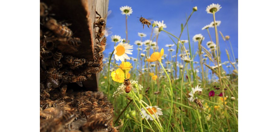 Bienen auf einer Wiesen unter blauem Himmel