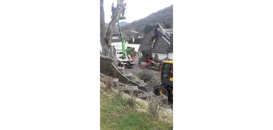 Kollegen des Betriebshofes mit einem Steiger in einer Baumkrone