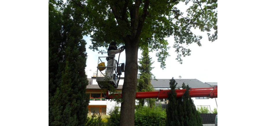 Mann in einem Schutzanzug auf einem Steiger an einem Baum - er saugt die Raupen ab.