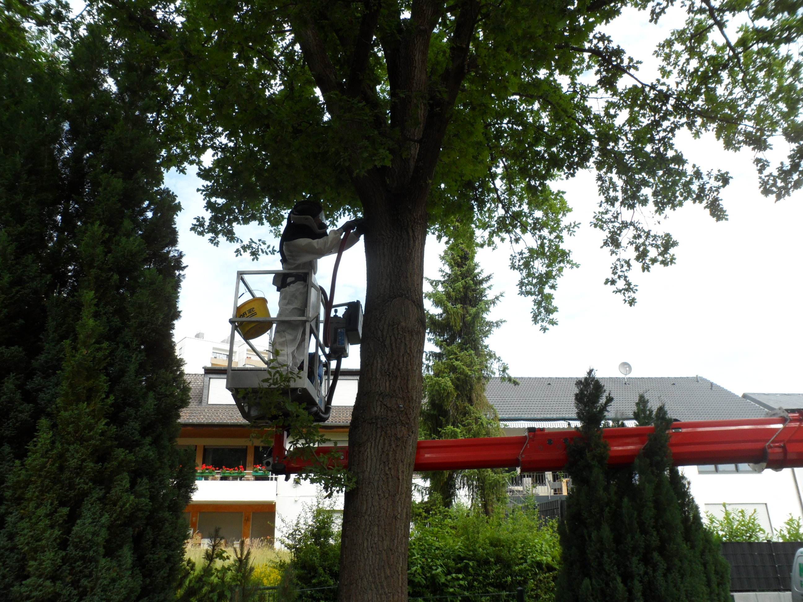 Mann in einem Schutzanzug auf einem Steiger an einem Baum - er saugt die Raupen ab.