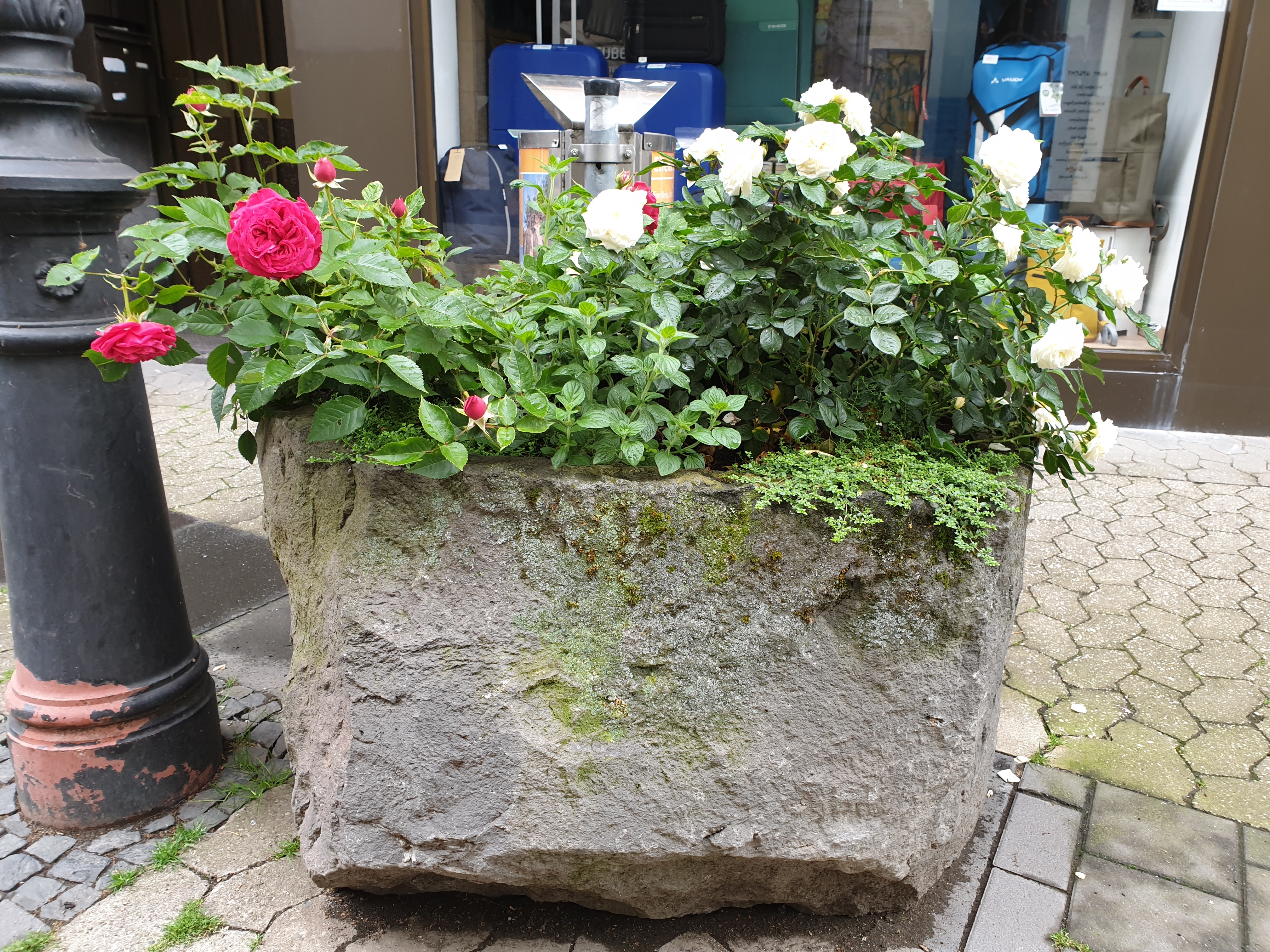 Ein Basaltkübel mit weißen und roten Blumen