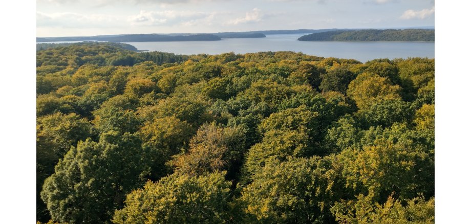 Grüne Bäume mit Blick auf einen großen See