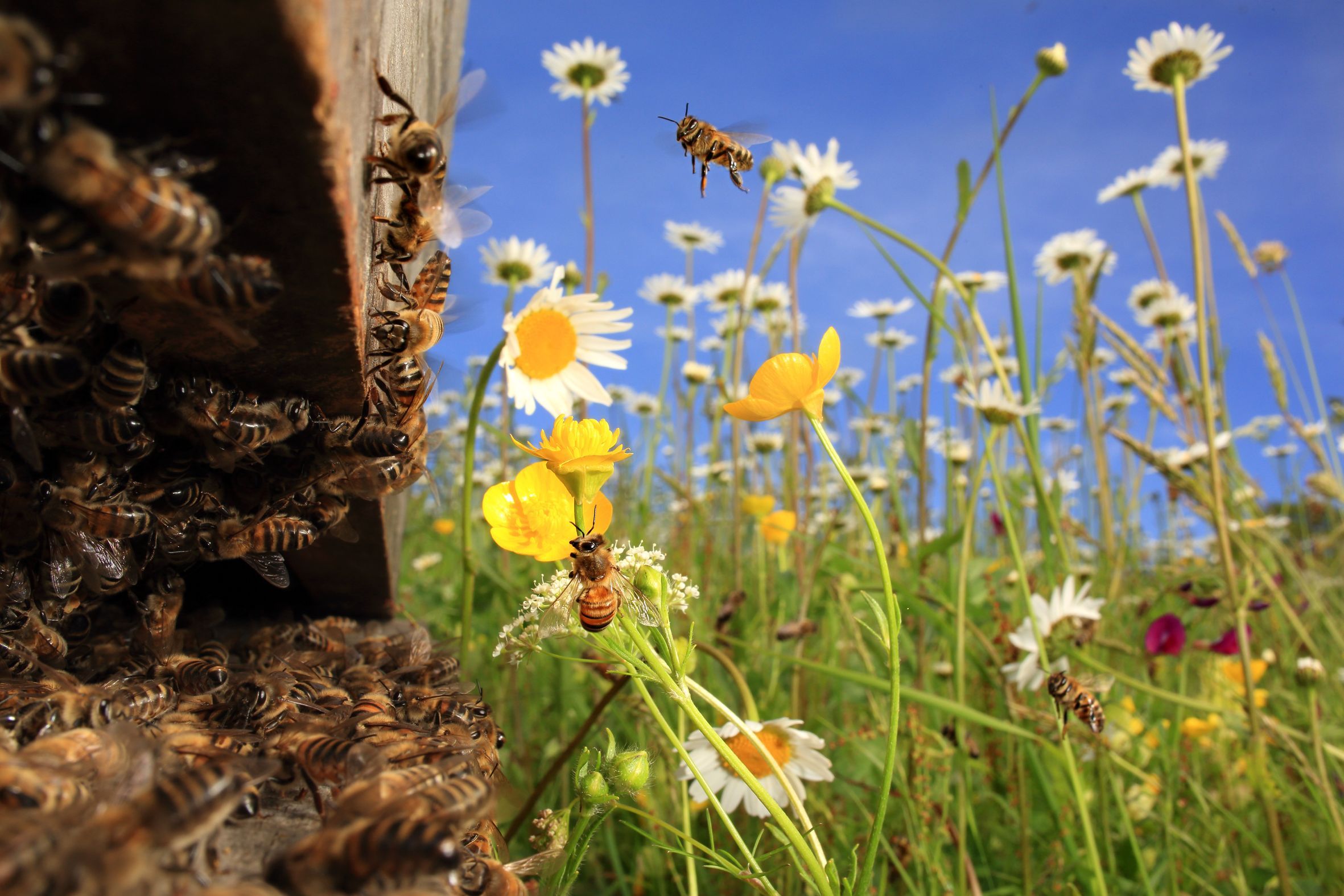 Honigbienen an einer blühenden Wiese