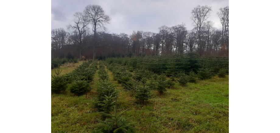 Ein Feld mit Tannenbäumen