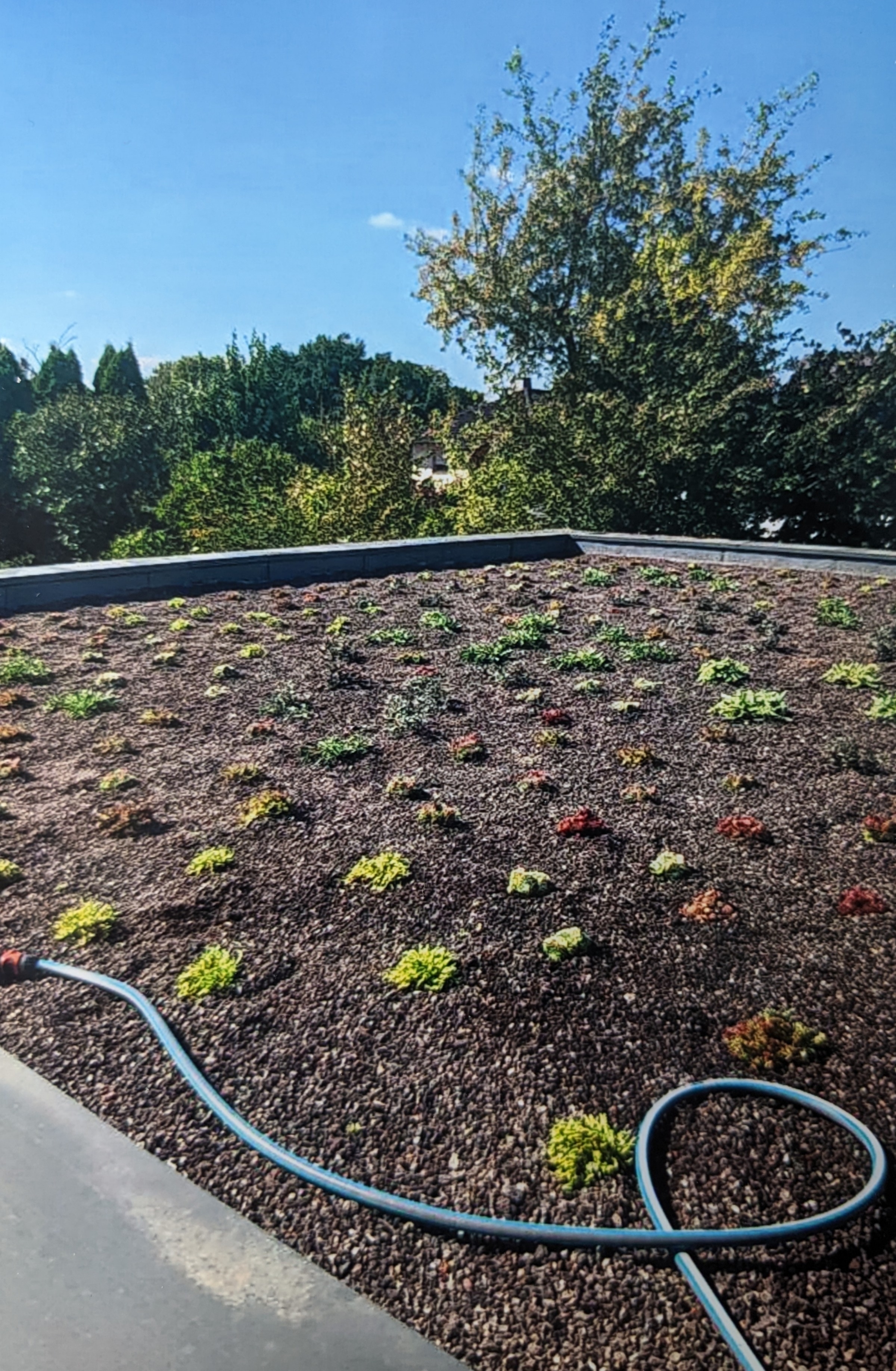 Beispiel eines begrünten Daches