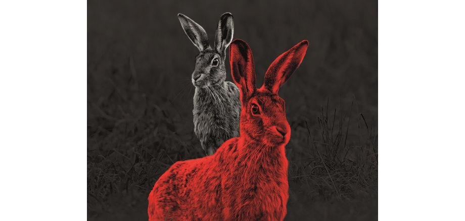 2 Hasen, einer weiß und einer Rot vor schwarzem Hintergrund