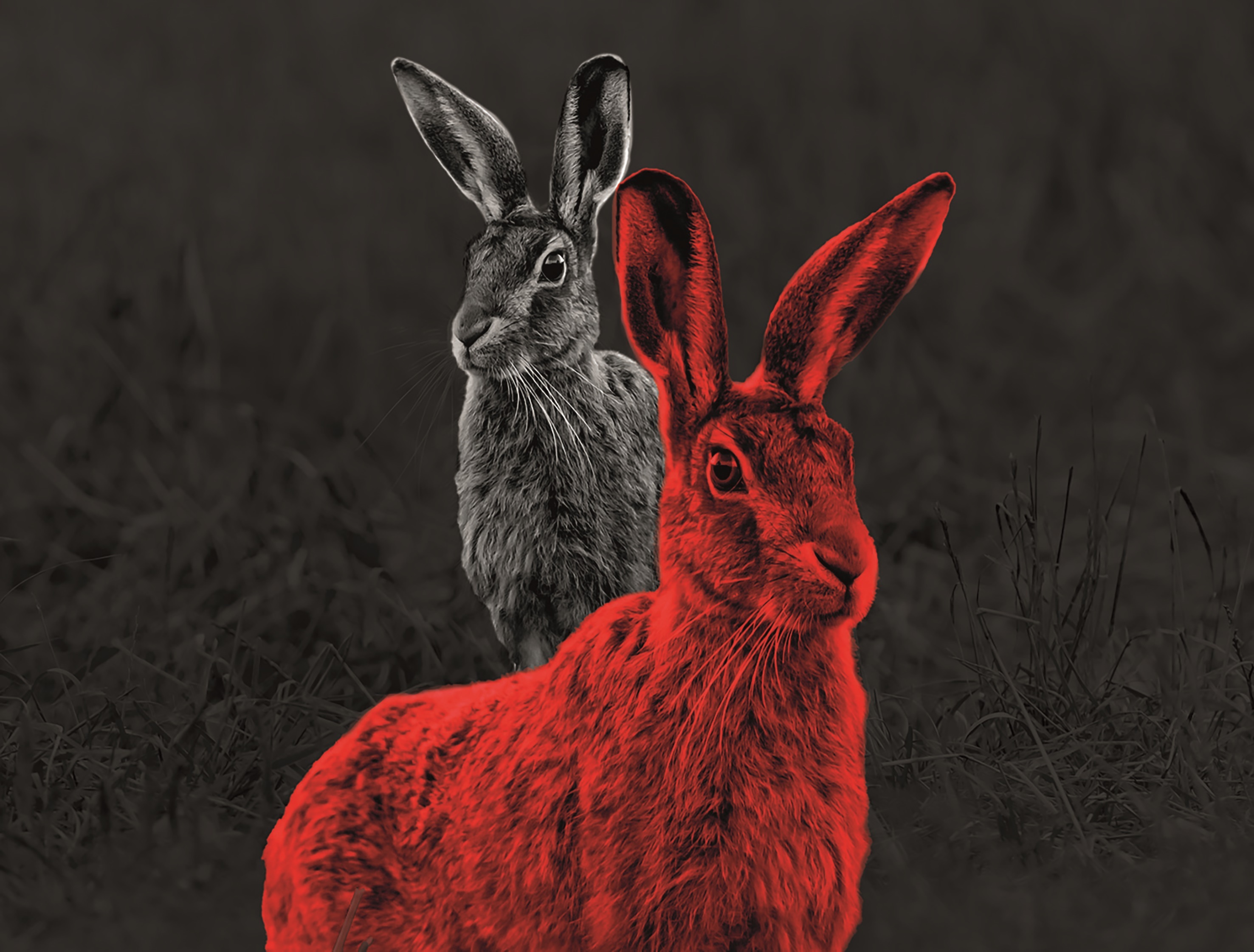 2 Hasen, einer weiß und einer Rot vor schwarzem Hintergrund