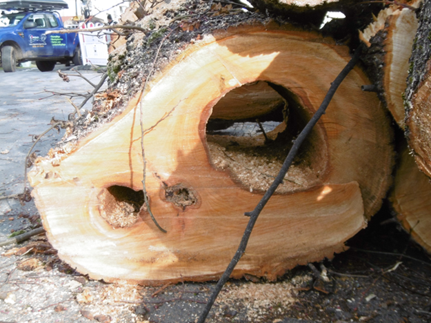 Eine am Boden liegende gefällte Linde mit deutlich erkennbaren Schädigungen