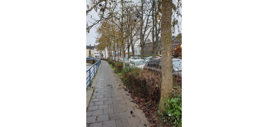 Aktuelle Aufnahmen vom betroffenen Teil im Wasserpförtchen Lindenbäume im schlechten Zustand