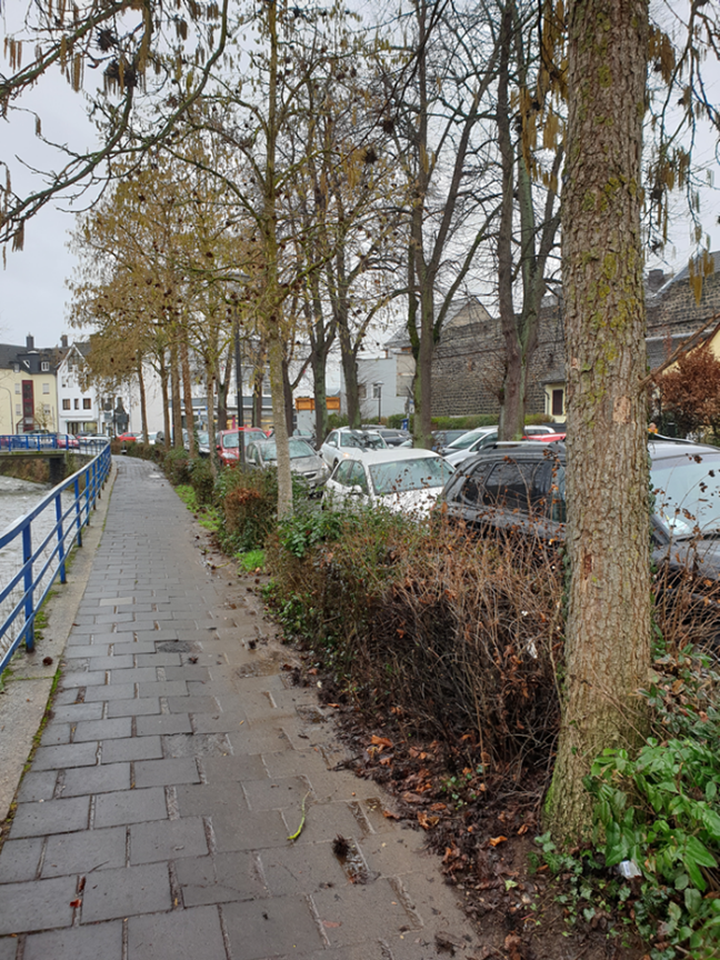 Lindenbäume im schlechten Zustand