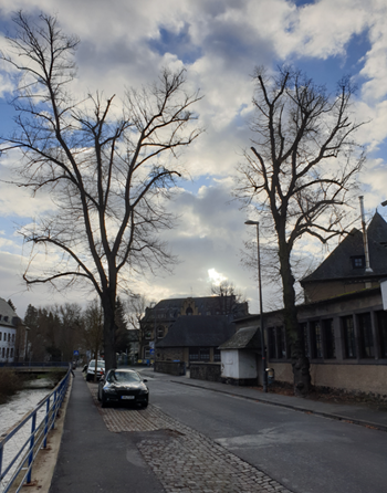 Bild von einer Straße mit 2 Linden