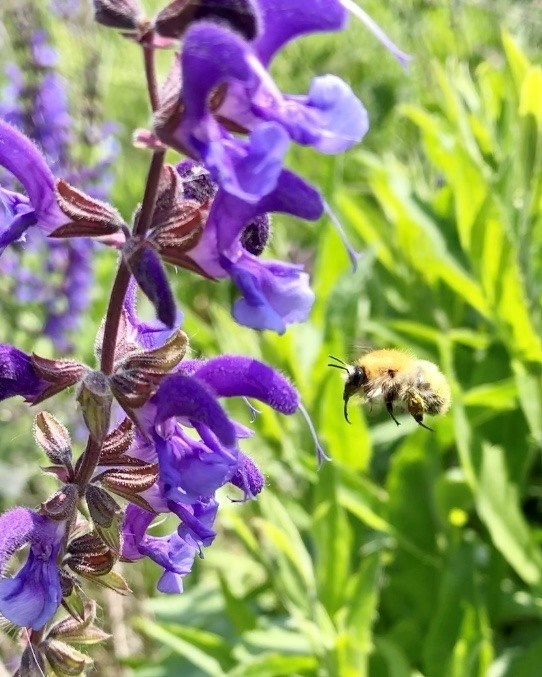 Biene fliegt von Pflanze weg