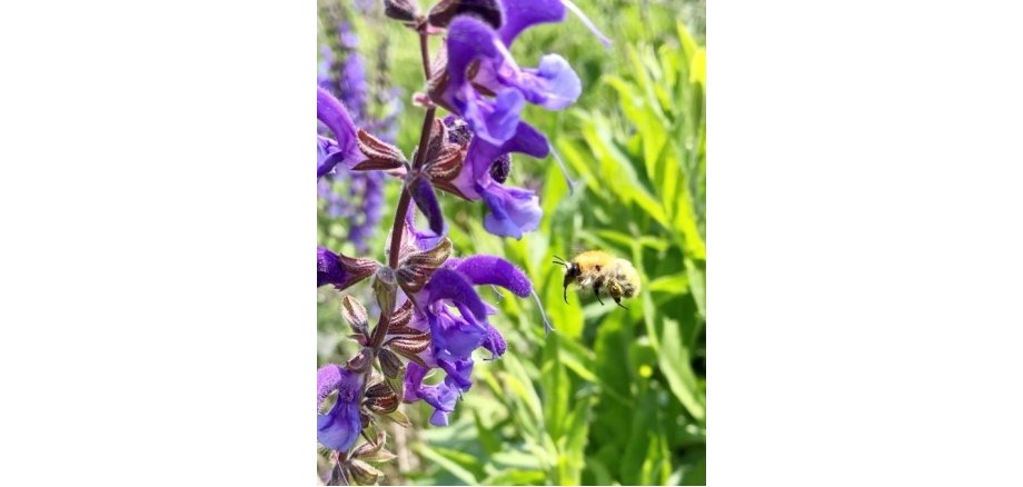 Wildbienen in Natur und Garten Biene fliegt von Pflanze weg