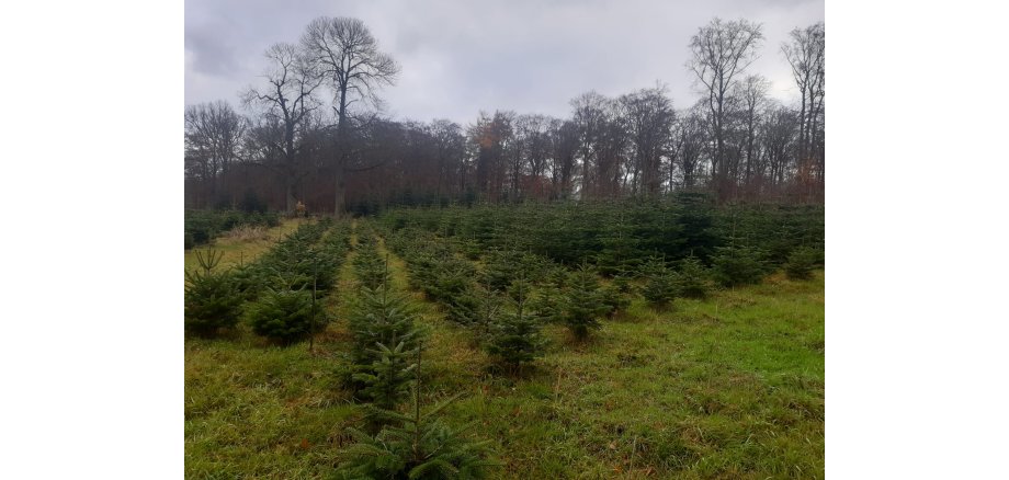 Weihnachtsbäume in Kürrenberg