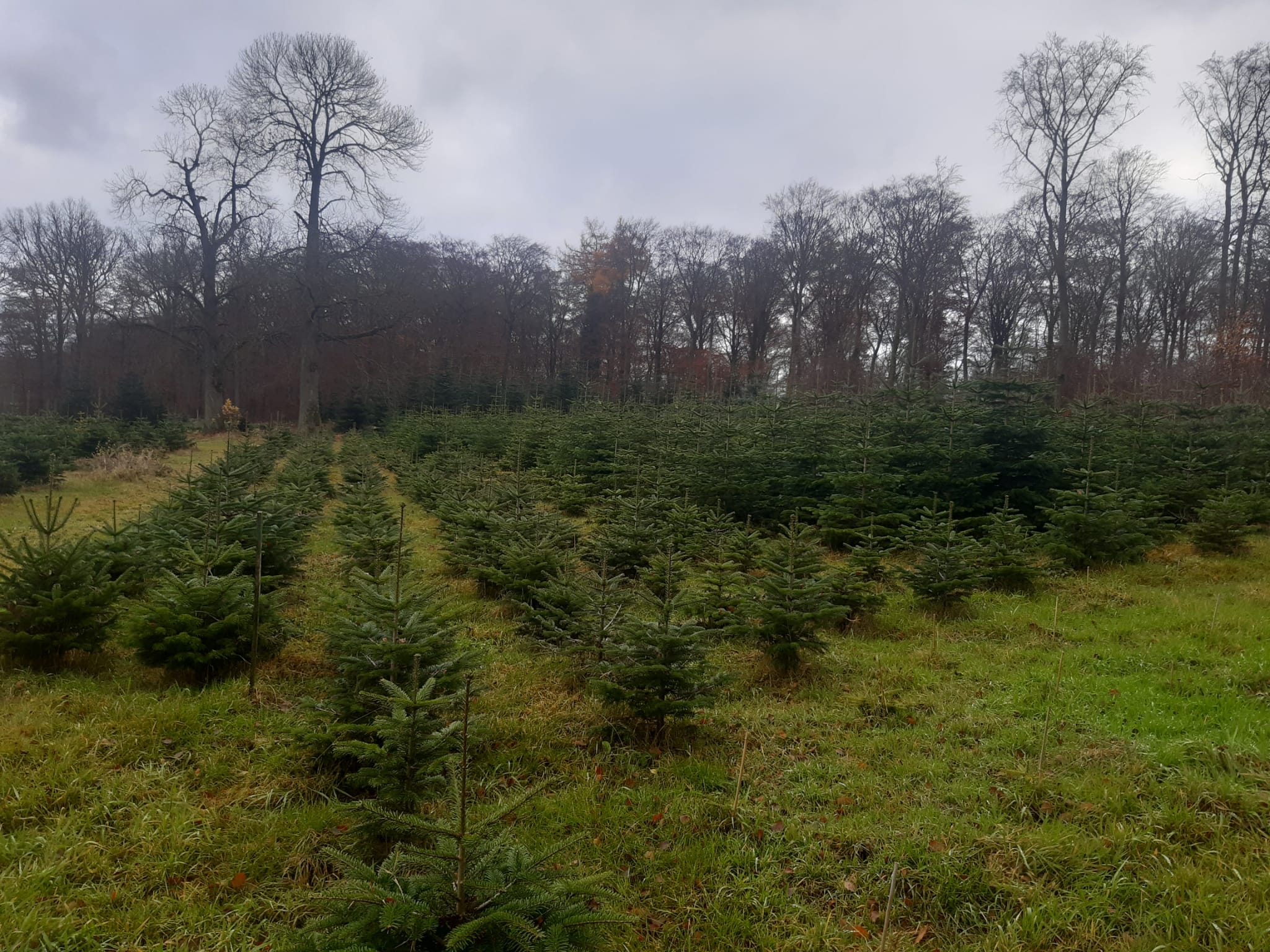 Weihnachtsbäume in Kürrenberg