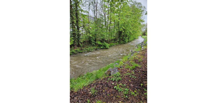 Der Fluss Nette mit Bäumen