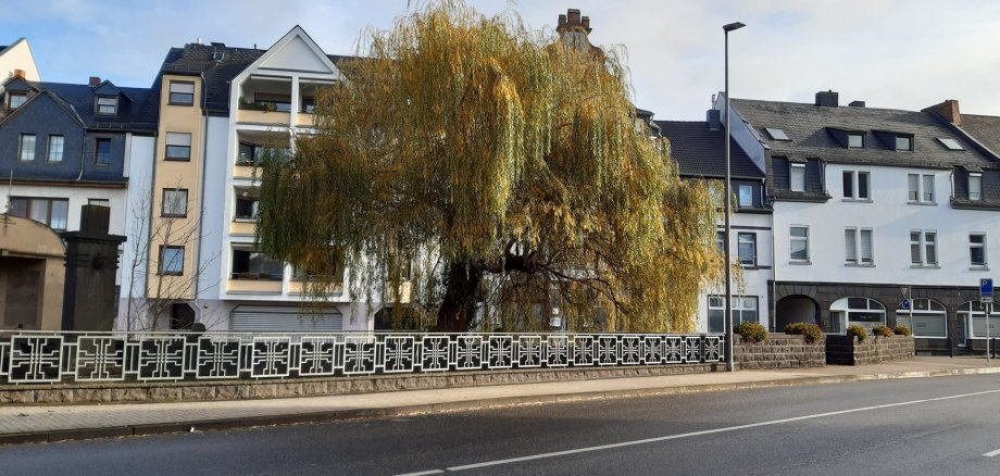 Fällung einer Weide auf dem Habsburgring Eine Weide steht an einer Straße