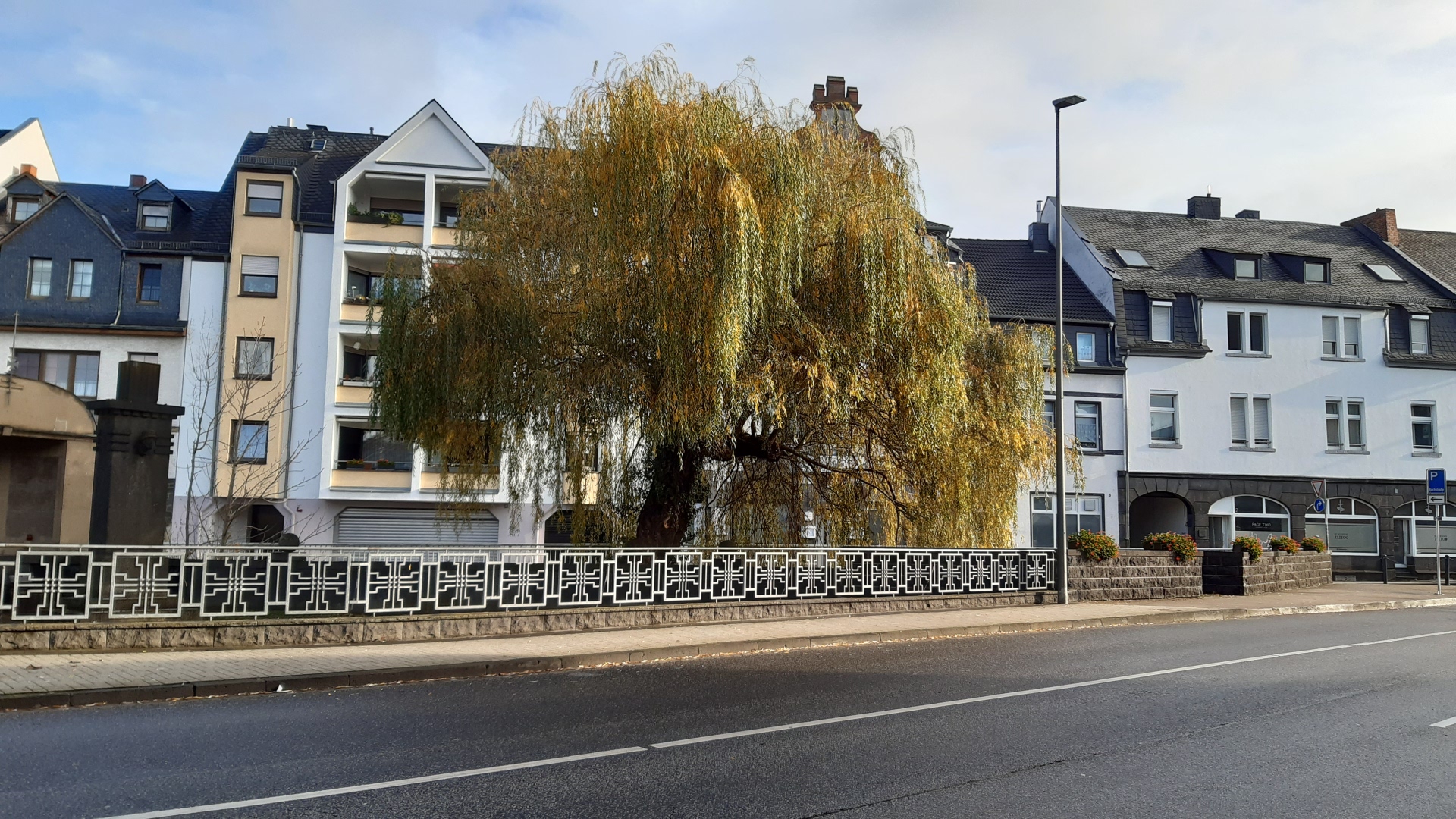 Eine Weide steht an einer Straße