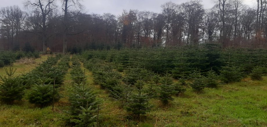 Viele Tannenbäume auf einer großen Fläche