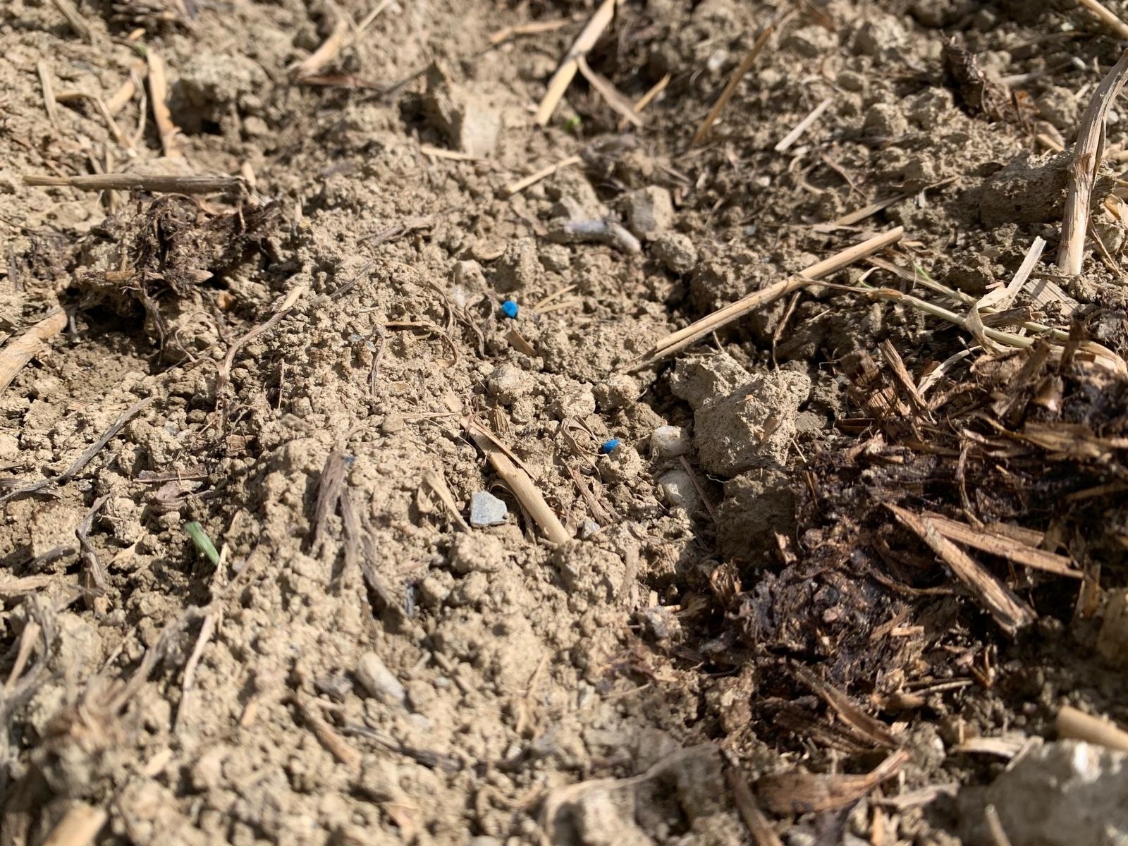 Schneckenkorn ist gut zu erkennen. Die kleinen blauen Kügelchen sollten nicht von Hunden aufgenommen werden