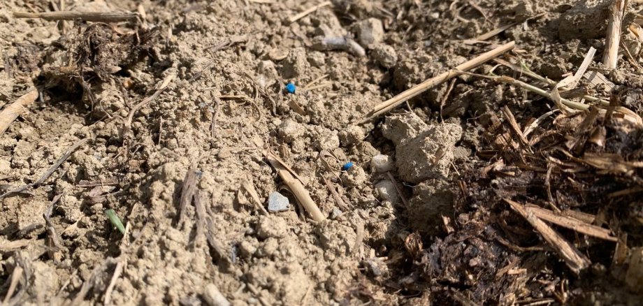 Schneckenkorn ist gut zu erkennen. Die kleinen blauen Kügelchen sollten nicht von Hunden aufgenommen werden