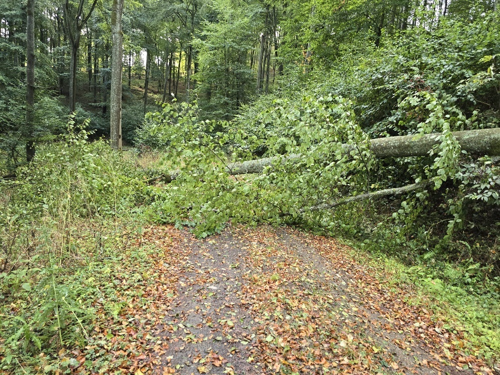 Ein umgefallener Baum blockiert den Weg